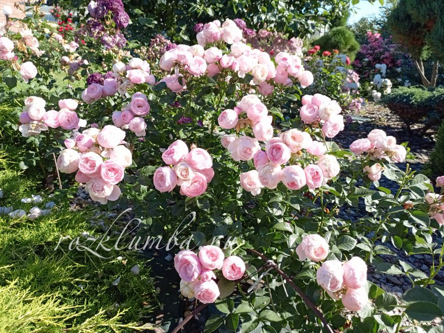 Hans Gonewein Rose (Ханс Гоневейн) Hans Gonewein Rose (Ханс Гоневейн)