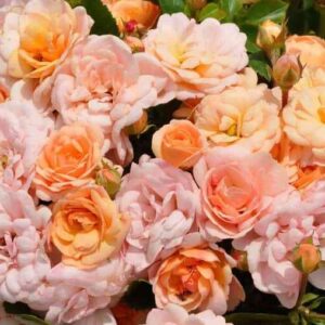 Bordure Nacree (Бордюр Накрэ)